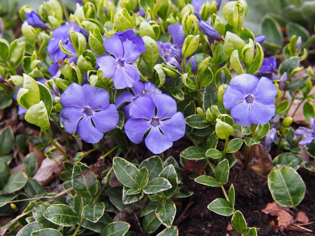 Flores violetas de hoja perenne de hoja pequeña