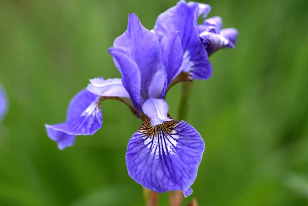 Jardín de plantas de iris de pradera