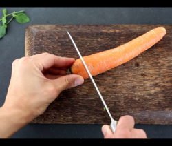 Desperdicio de zanahoria zanahoria propagar y enraizar