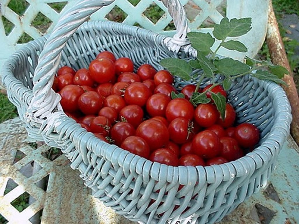 Cesta llena de tomates rojos de frutos pequeños