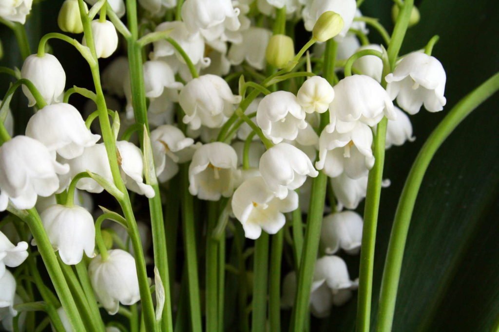 Lirio de los valles con flores blancas