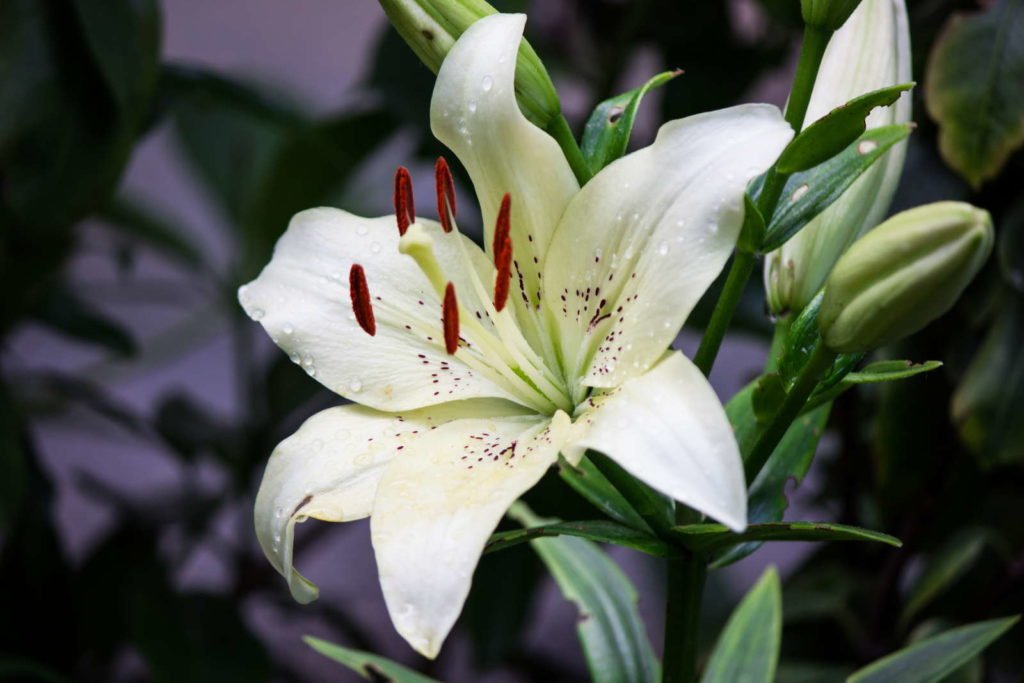 Lily flor blanca planta fragante perfumada