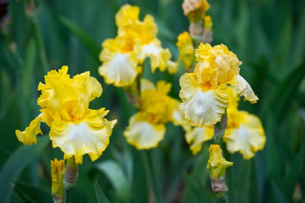 flores de iris amarillo