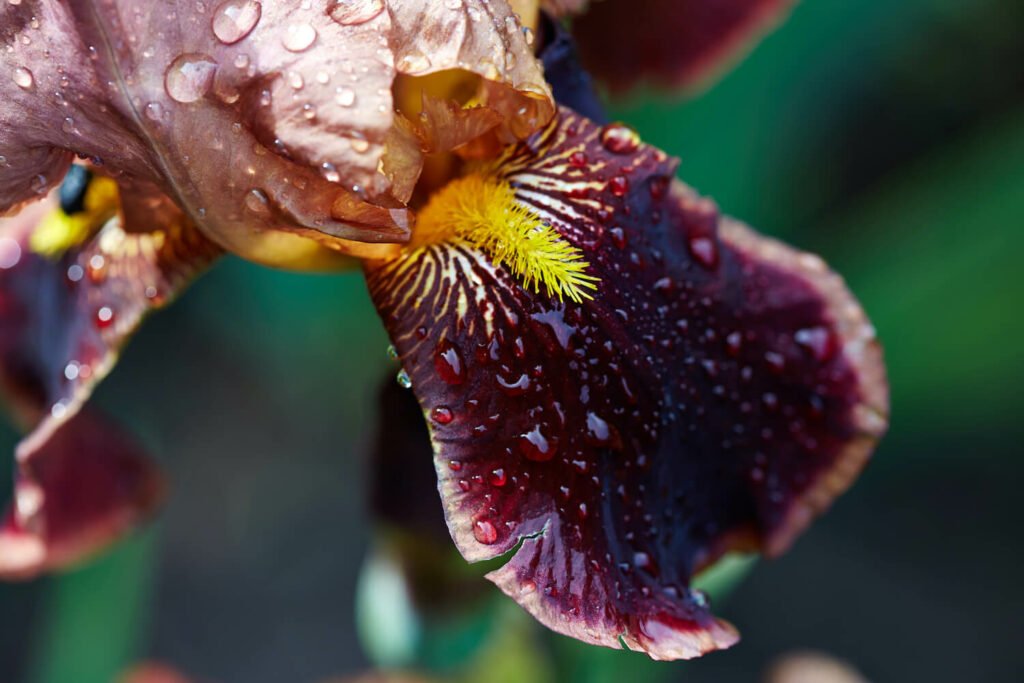 Flor de iris barbudo en rojo oscuro