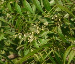 Floración de neem