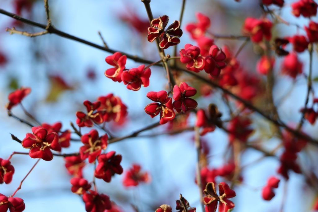 Arbusto de huso con flores rojas
