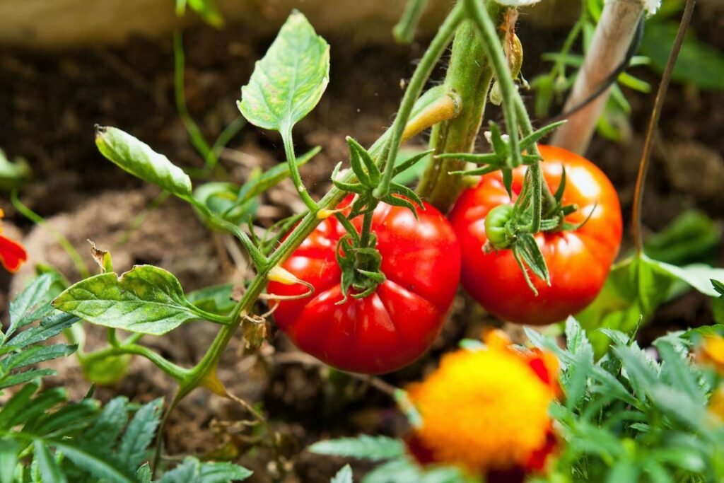 Gran variedad de tomates de ternera