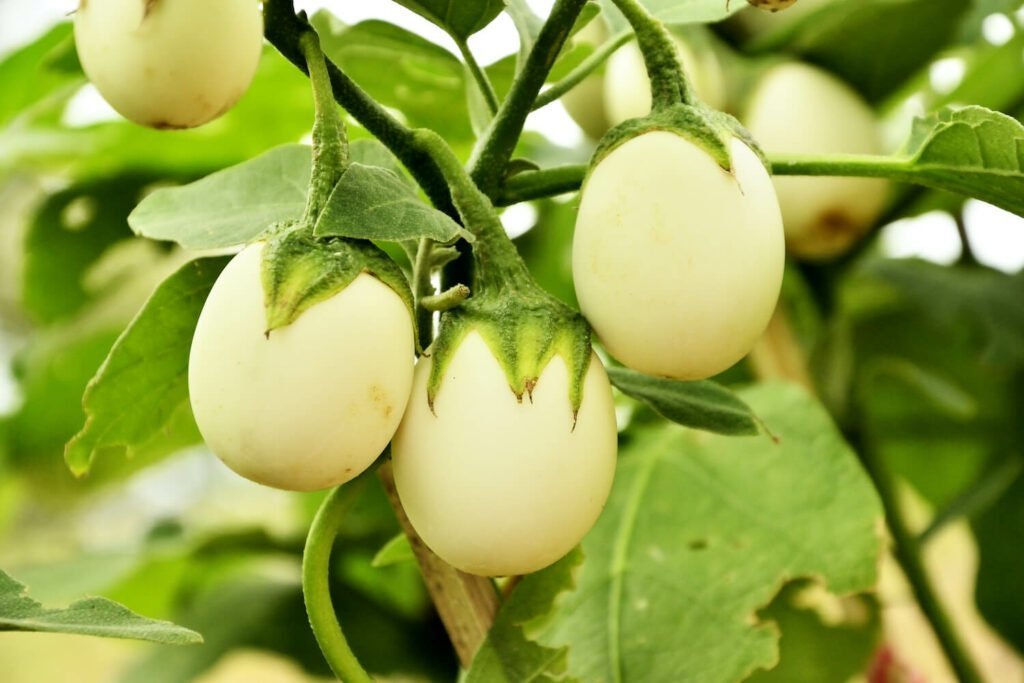 frutas de árbol de huevo ovaladas blancas