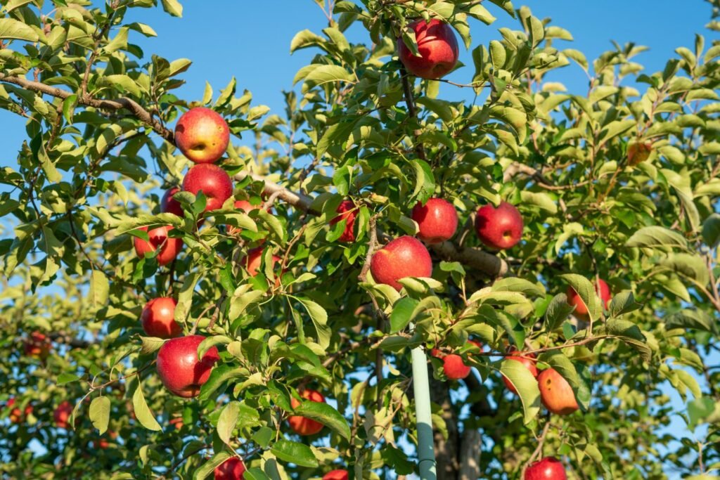 Consejero Privado de Apple Tree Dr. Oldenburg con manzanas maduras