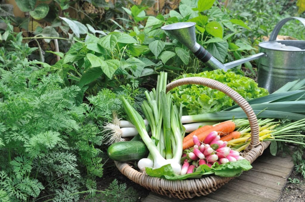Cesta con verduras en el jardín