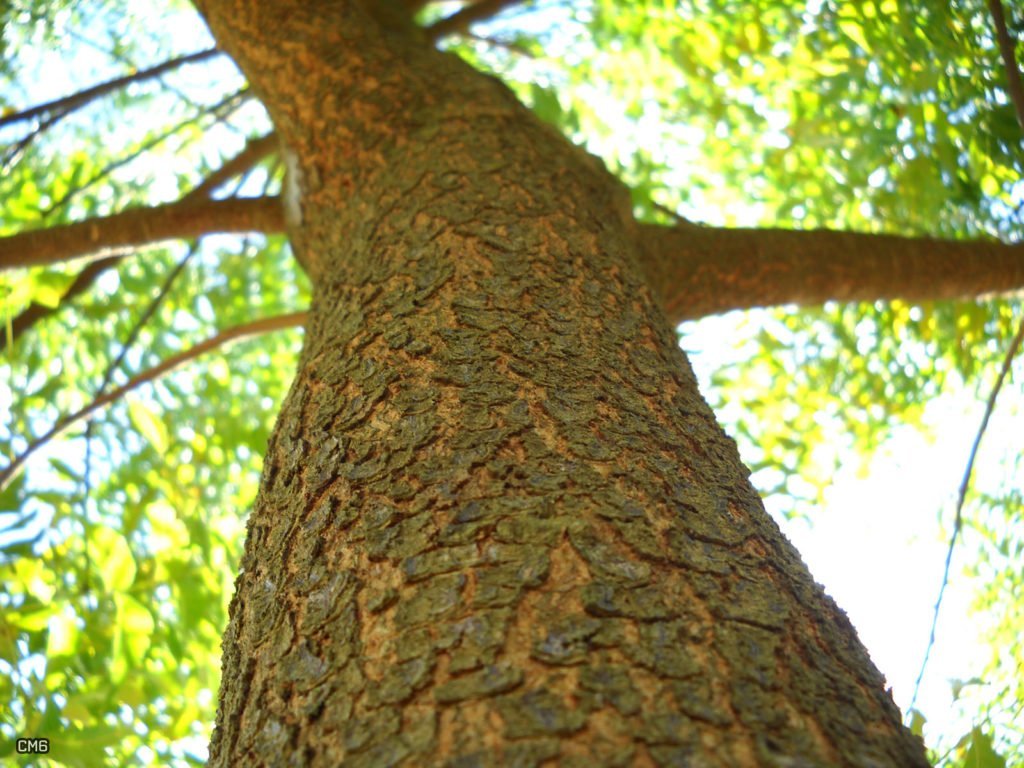 Tronco de un árbol de neem