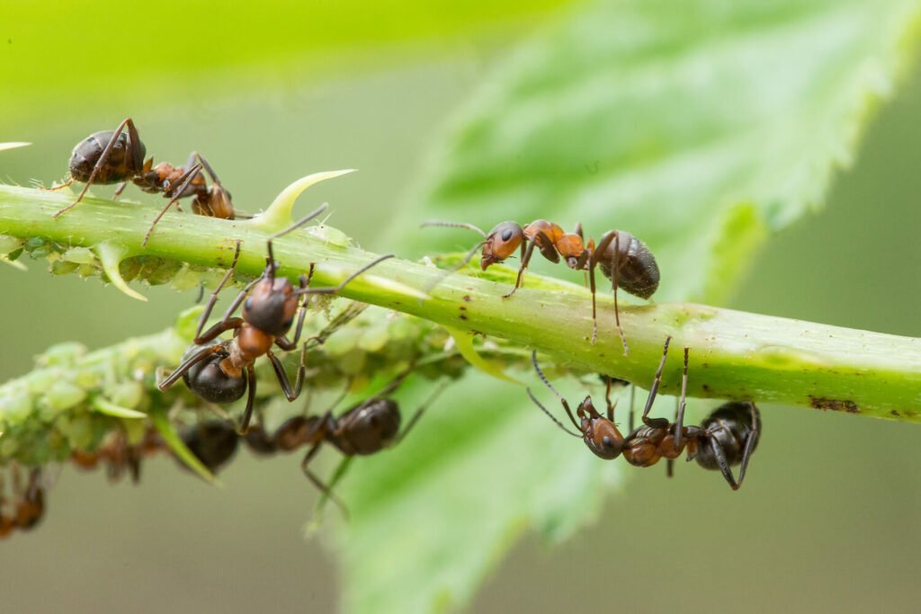 Hormigas y pulgones en planta.