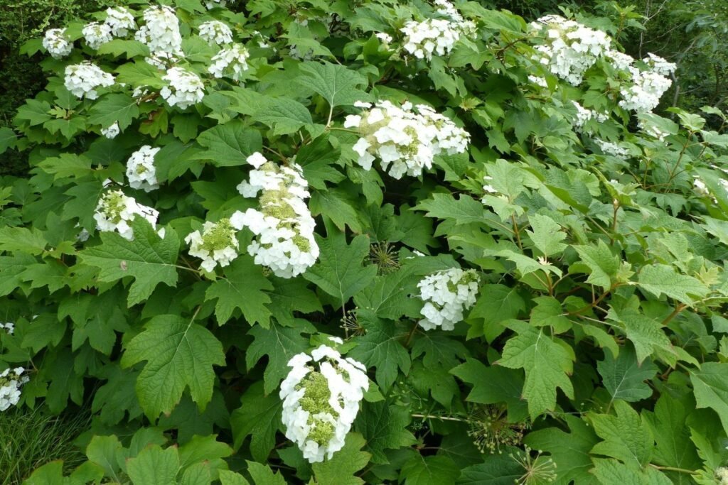 Hortensia de hojas de roble con flores blancas