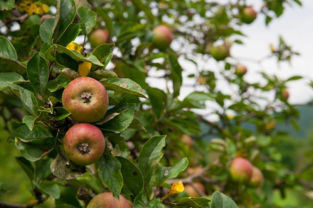 Manzanos de la variedad Kruger Dickstiel