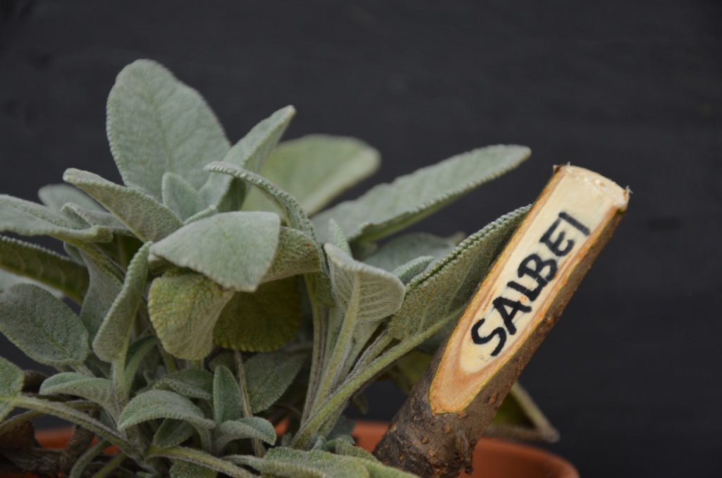 Salvia con etiqueta de madera