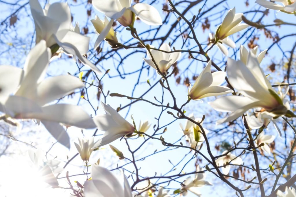 Magnolia árbol flores blancas en las ramas