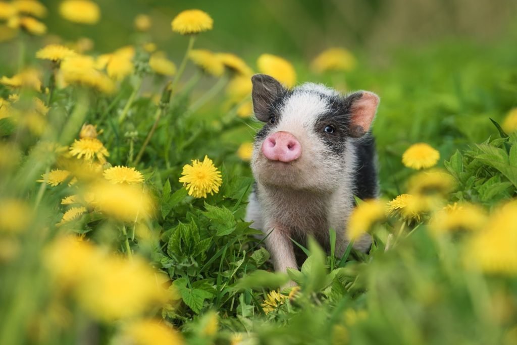 Mini cerdo en el campo de flores.