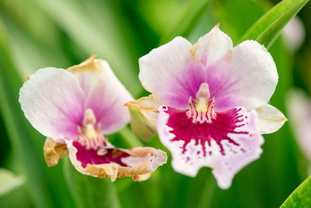 Orquídeas: lucha contra enfermedades y plagas - Hierbas Buenas