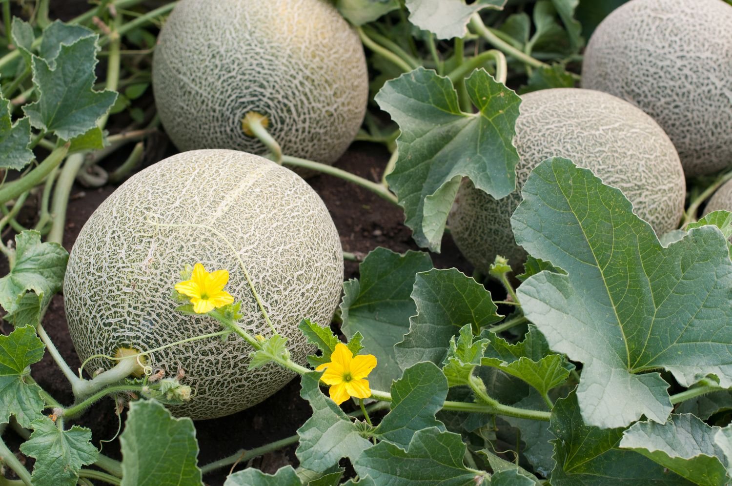 Cultivo de melones