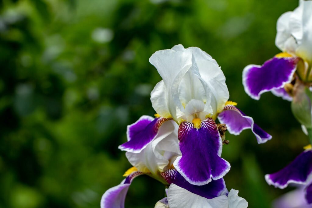 plantas de iris blanco-púrpura