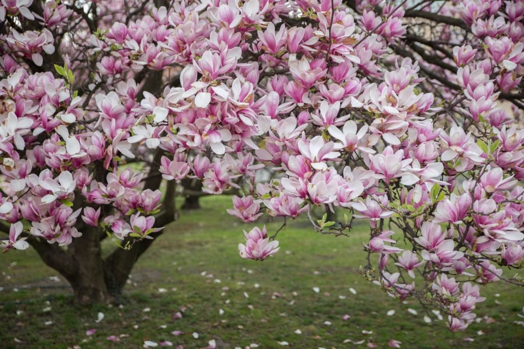 Gran árbol de magnolia con flores rosadas en la pradera