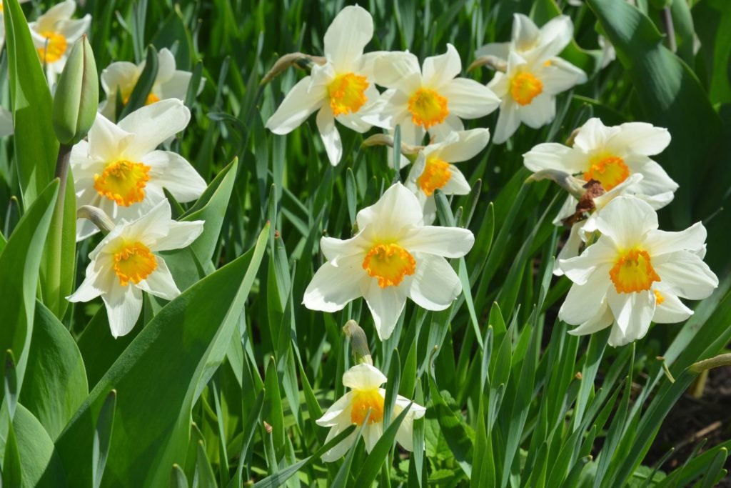 Narcisos con flores blancas