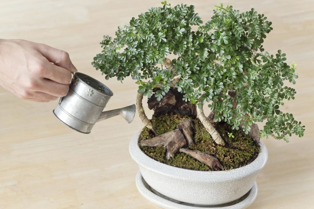 Riega el bonsái con una regadera pequeña.