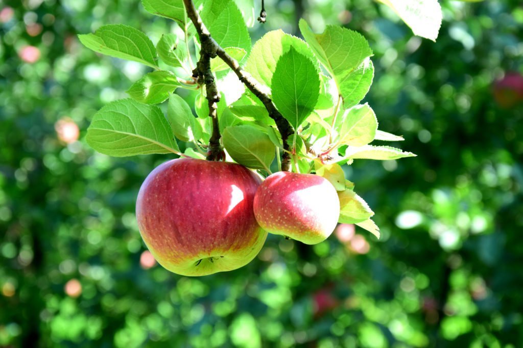 Manzanas Berlepsch rojas en el árbol