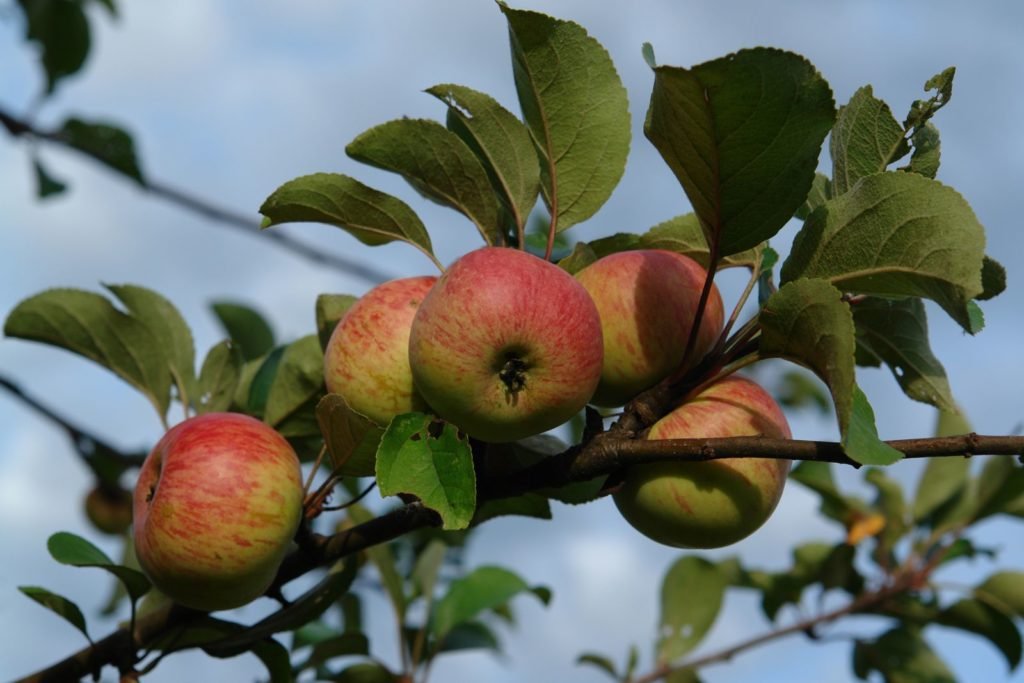 Manzanas del manzano de Korbinian