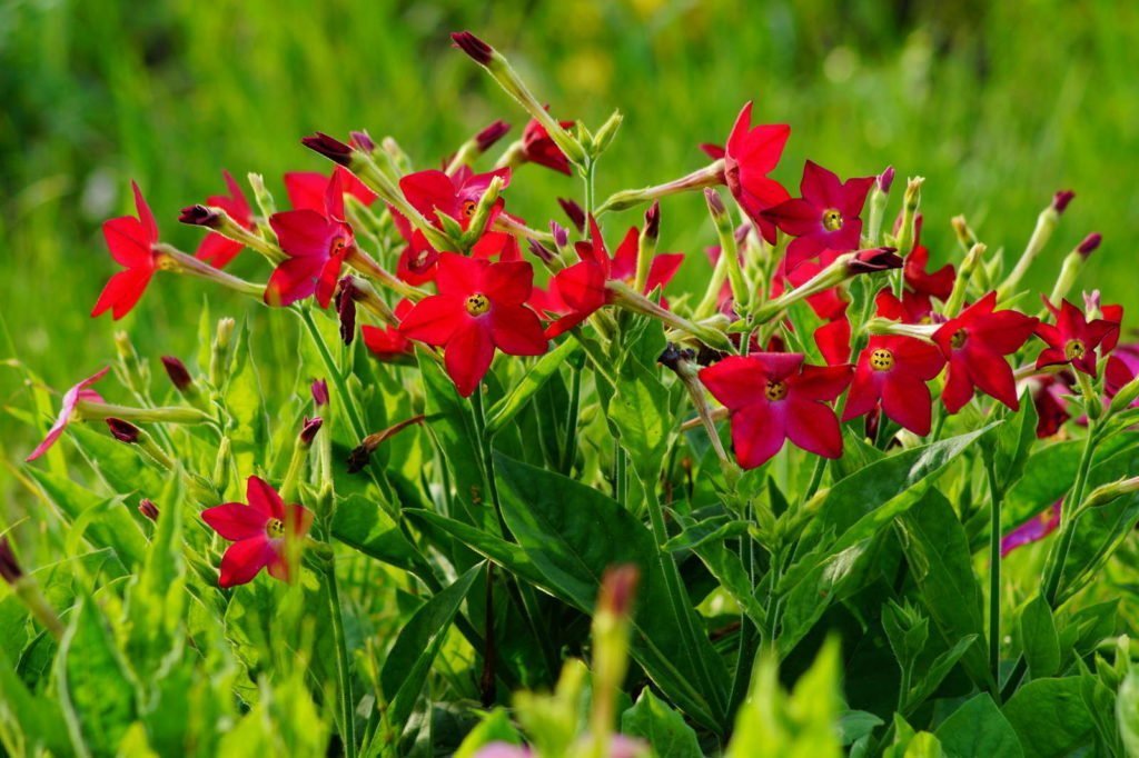 Variedad de tabaco pequeña con flores rojas