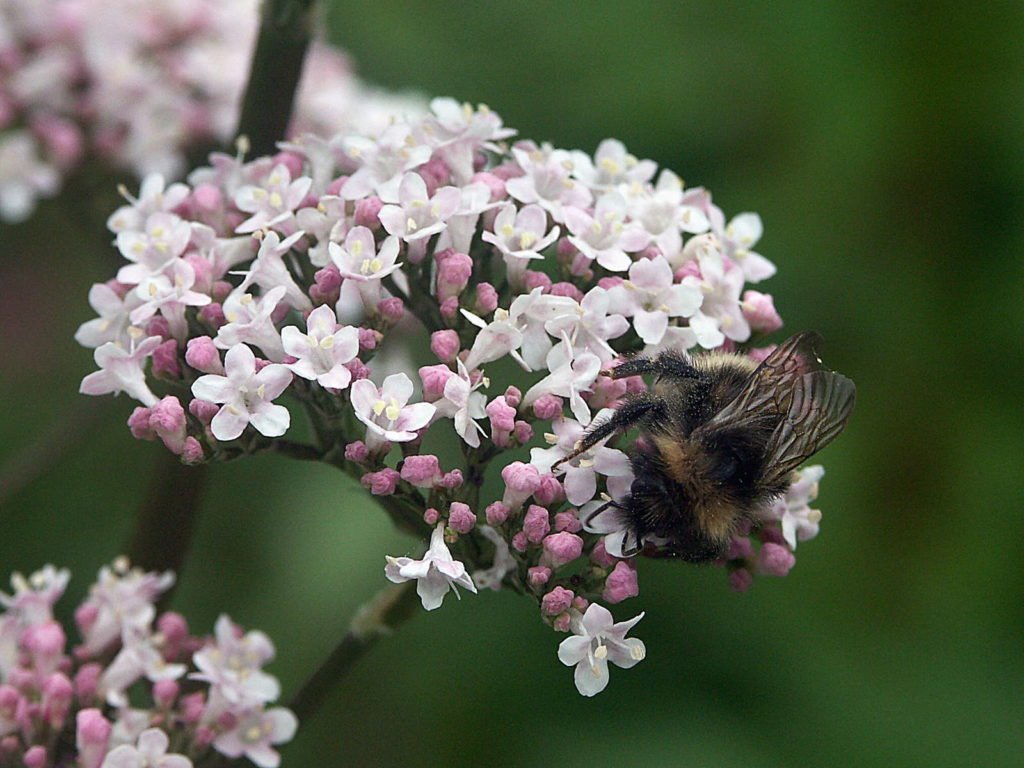Flor de valeriana con abejorro