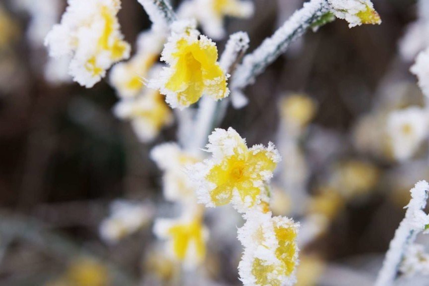Flores de jazmín de invierno en escarcha