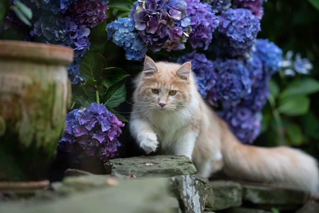 Hortensia azul con gato