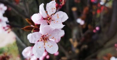flores de cerezo ornamental