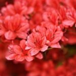 Flores de azalea