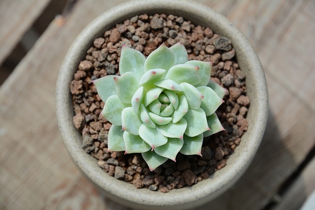 Echeveria lilacina