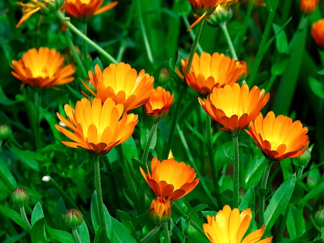 Calendula-en-flor