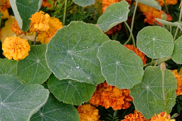 capuchina en flor