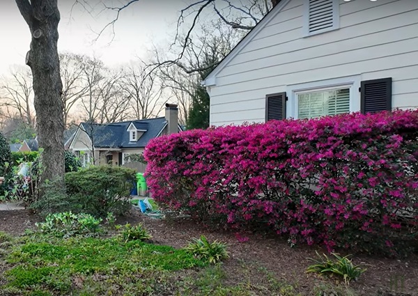 loropetalum chinensis