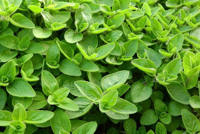 Hojas de una planta de mejorana.